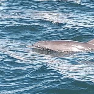 2 Hours Swim with the Dolphins in Panama City