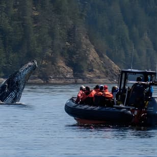 4 Hour Afternoon Whale Watching Tour