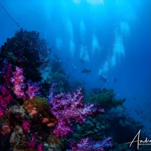 Scuba Dive the S.S. Yongala Wreck on the Great Barrier Reef. 