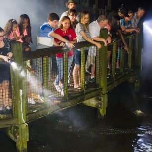 ﻿Gatorland Orlando: Brillo Nocturno Gator