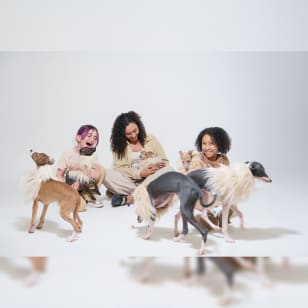CuddlePups: Your Ticket To Instant Happiness
