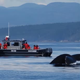 Ultimate Marine Whale & Wildlife Tour