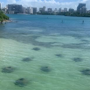 Snorkeling Sea Turtle Experience