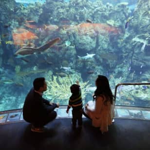 Aquarium of the Pacific: Membership Voucher