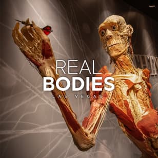 Real Bodies: A Journey Through the Human Experience
