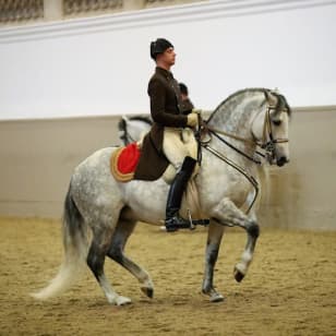 Lipizzaner-Espectáculo en la Escuela de Equitación de La Granja