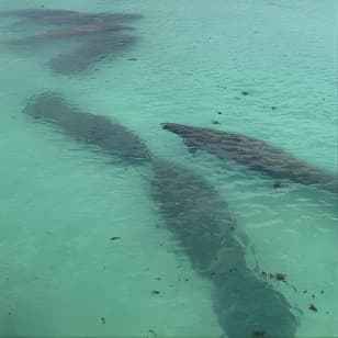 Manatee Discovery Anna Maria Island