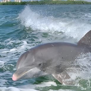 Dolphin Tours - Fort Myers Beach / Naples