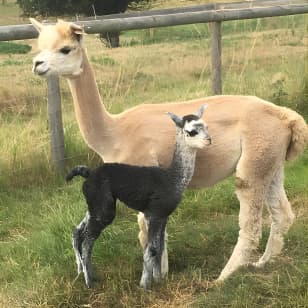 2-Hour Alpaca Farm Experience in Kenilworth