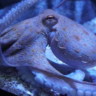 ¡Visita al Acuario Sevilla sin colas!