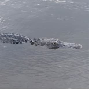 Air Boat Tour of Palm Beach in The Swamp Monster