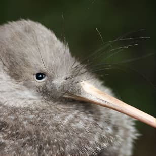 Zealandia Small Group Eco Wildlife Night Tour