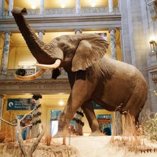 Smithsonian Natural History & National Art Gallery Private Tour