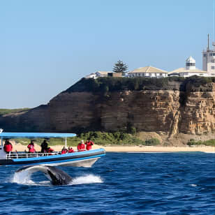 Humpback Whale Encounter Tour from Newcastle