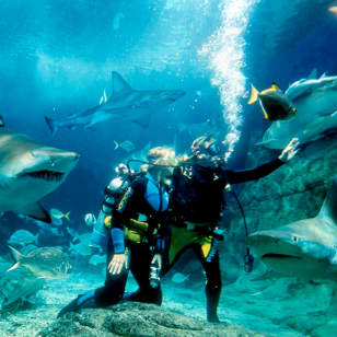 Shark Dive Xtreme at SEA LIFE Melbourne