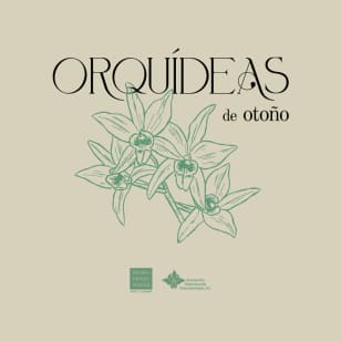Orquídeas de otoño | Expo-venta