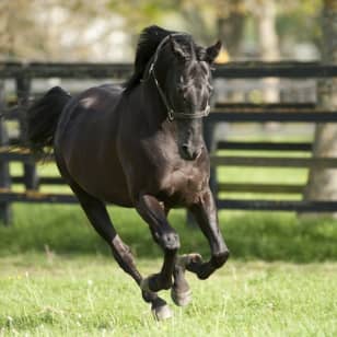 Irish National Stud & Gardens: Entry Ticket