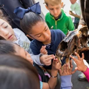 La Brea Tar Pits Museum