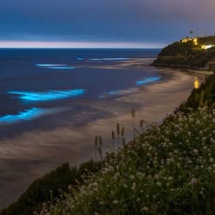 Bioluminescence Kayak Tour - Est. 1994