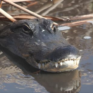 Everglades Day Safari from Ft Lauderdale