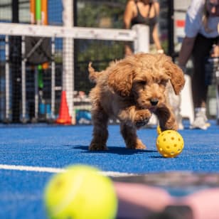 Racquet Club: Padel and Pickle with Puppies