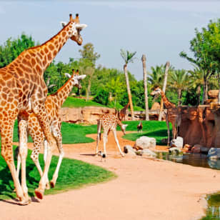 Bioparc Valencia: entrada con acceso rápido