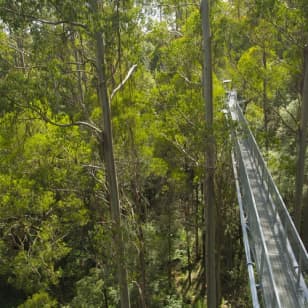 ﻿Otway Fly Treetop Walk : Promène-toi dans les majestueux Otway Ranges