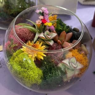 Open Glass Terrarium Class