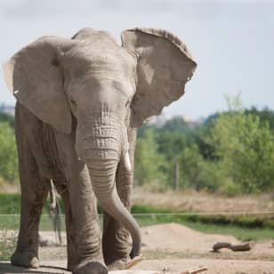 Safari de Peaugres