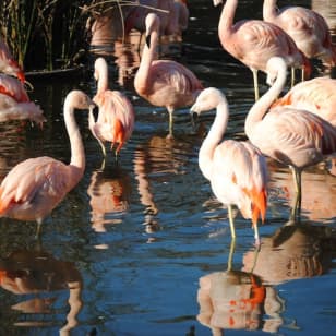 Zoológico de Temaikèn: Entrada y transporte desde Buenos Aires