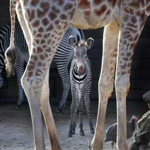 Dierentuin ARTIS Amsterdam