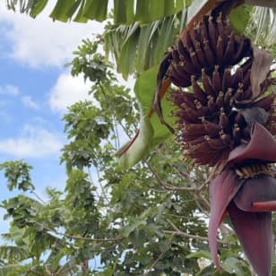 Ténérife : Excursion à la plantation de bananes et à la cave + dégustation de vins