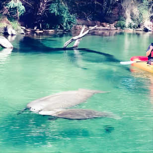 Orlando Manatee and Natural Spring Adventure Tour at Blue Springs