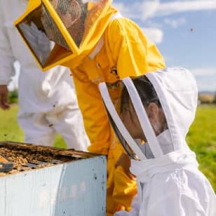 Small-Group Beekeeping Experience in Tauherenikau