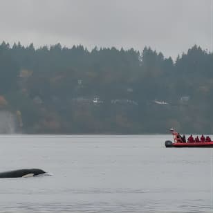 Zodiac Marine Wildlife Excursion from Victoria