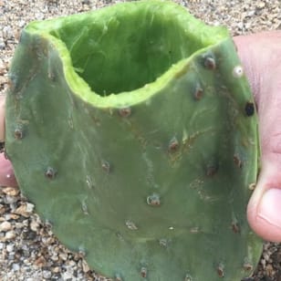 Sonoran Desert – Wilde Nahrungsmifte und Traditionelle Fähigkeiten