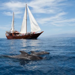 Costa Adeje: Crucero guiado de 2 horas para avistar ballenas y delfines