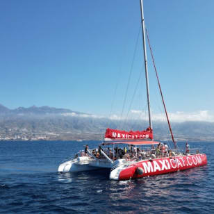 Tenerife: Excursión en Catamarán para Avistamiento de Delfines y Ballenas + Comida + Traslados