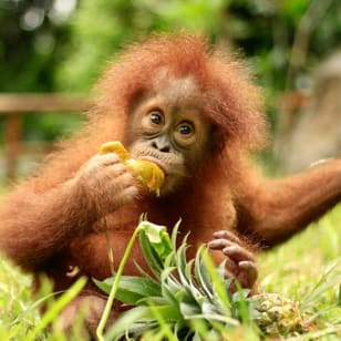 Lombok Wildlife Park: Entry Ticket