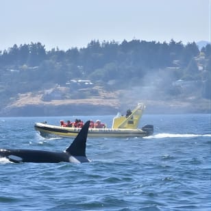 Aventura de Observación de Ballenas del Zodiaco desde Victoria