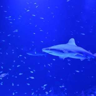 Acquario Atlantis: biglietti senza fila