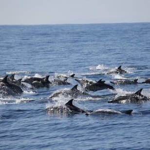 Swim With Wild Dolphins in Tauranga
