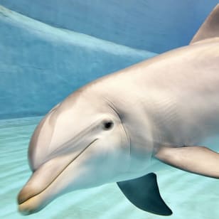 Oceanogràfic e Museo delle Scienze: ingresso senza fila