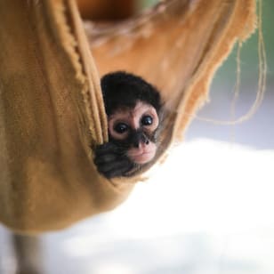 Akumal Monkey Sanctuary & Rescued Animals: Tour guiado