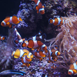 Aquarium Bioparc Gijón