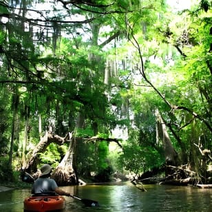 Visita guiada por el río Loxahatchee, un lugar salvaje y pintoresco