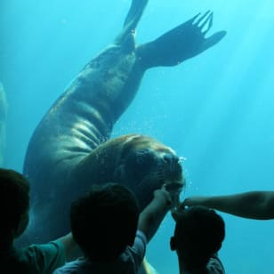 Seaquarium du Grau-du-Roi: Admission Ticket