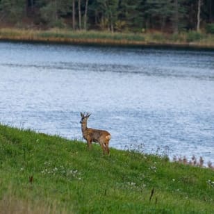 Vildmarkssafari för små grupper i Stockholm