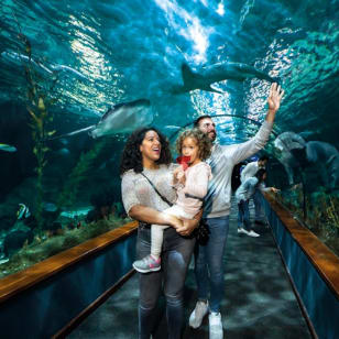 Loro Parque: Eintrittskarte