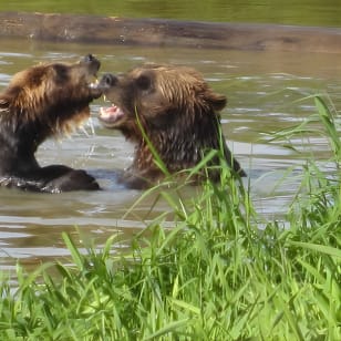 Wildlife and Glaciers with a walk in the Rainforest